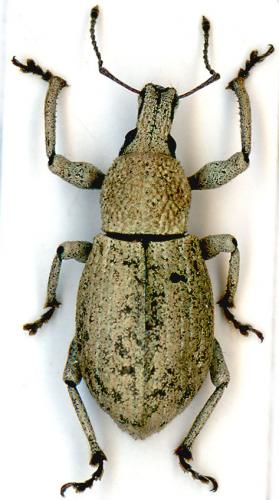 Geonemus flabellipes