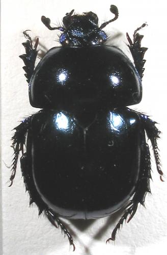Trypocopris vernalis