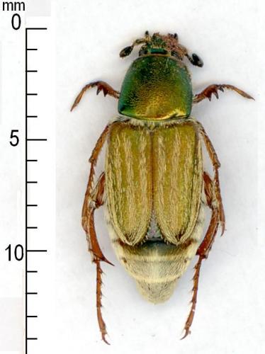 Glaphyrus sp.