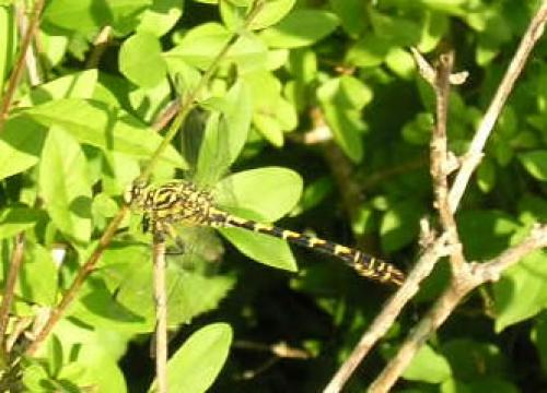 Réf. 5 769 : Onychogomphus forcipatus