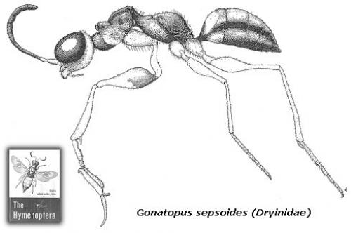 Réf. 5 404 : Gonatopus sepsoides