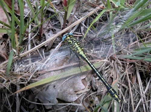 Réf. 5 381 : Gomphus simillimus