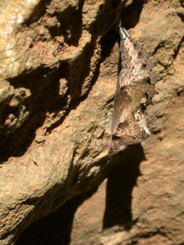 Nymphalis polychloros