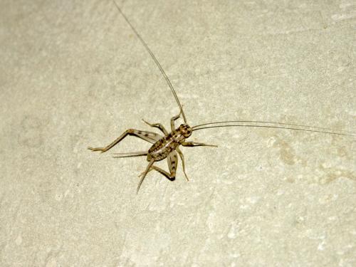 Gryllomorpha dalmatina dalmatina