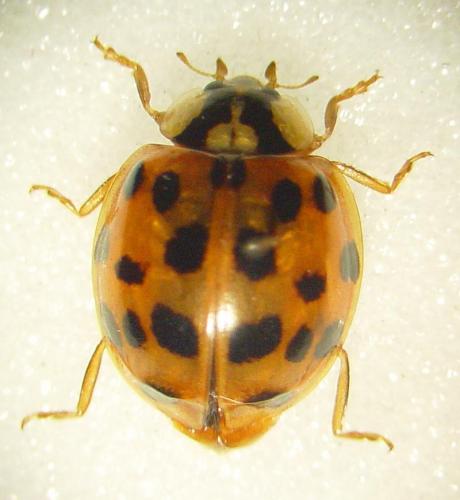 Harmonia axyridis