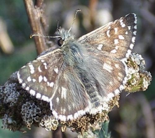 Réf. 5 122 : Pyrgus sp.