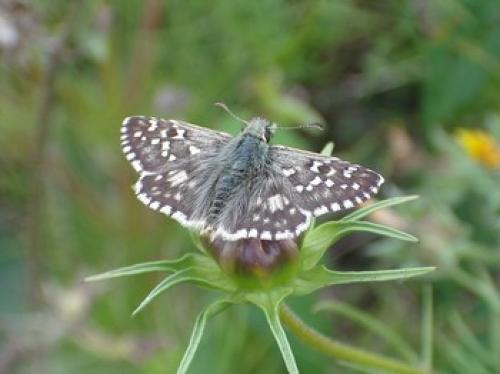 Pyrgus sp.