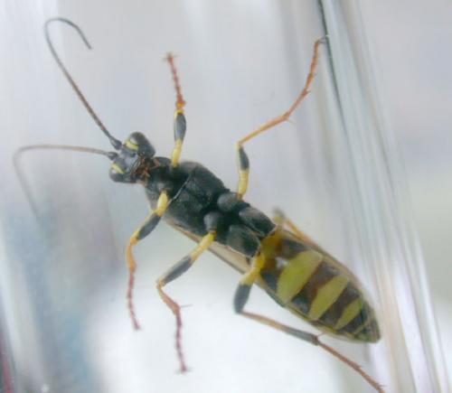 Réf. 5 290 : Amblyteles armatorius