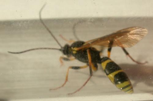 Réf. 5 292 : Amblyteles armatorius