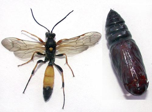 Réf. 5 263 : Ichneumoninae inconnu