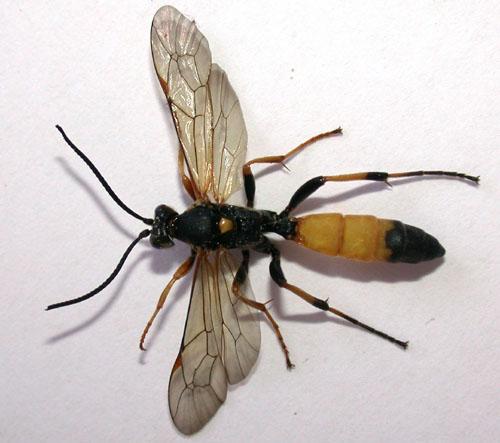 Réf. 5 264 : Ichneumoninae inconnu