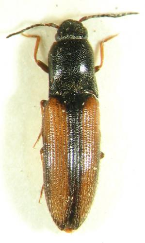 Idolus picipennis