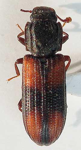 Bitoma crenata