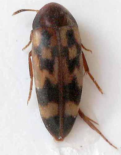 Réf. 5 214 : Orchesia undulata