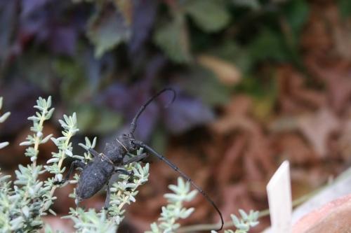 Morimus asper