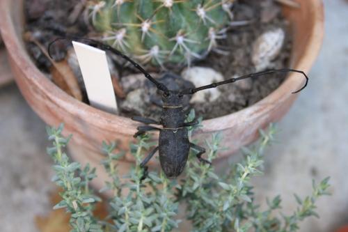 Morimus asper