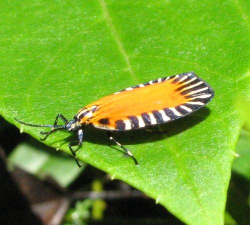 Euclimaciopsis tortricalis