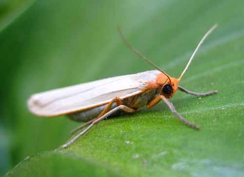 Eilema sp.