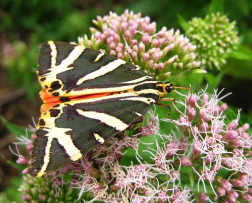 Réf. 5 414 : Euplagia quadripunctaria