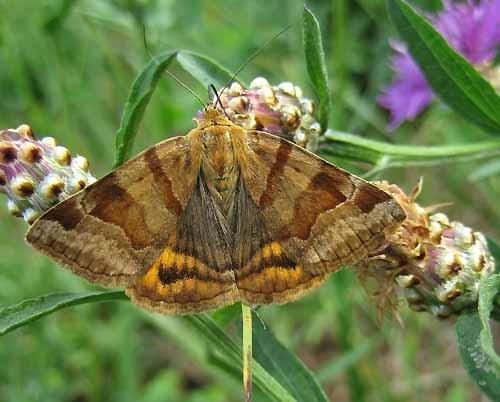Réf. 5 059 : Euclidia glyphica