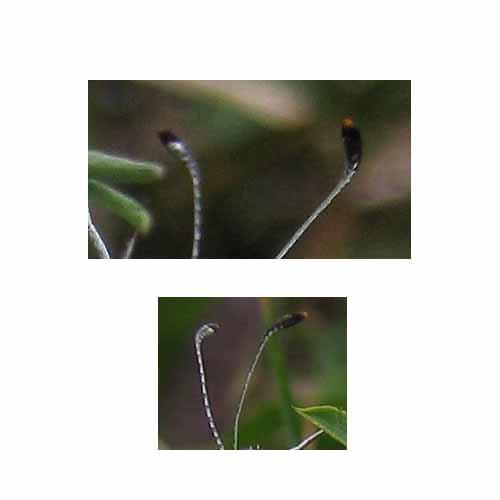 Leptidea sinapis