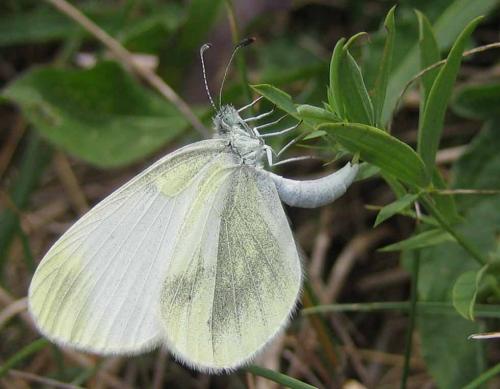 Leptidea sinapis