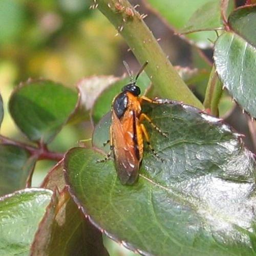 Arge ochropus