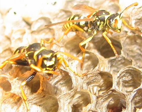 Polistes nimpha