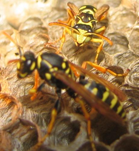 Polistes nimpha