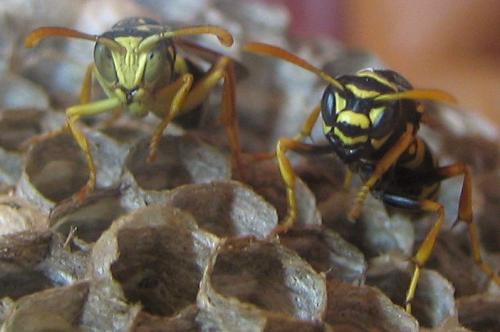 Polistes nimpha
