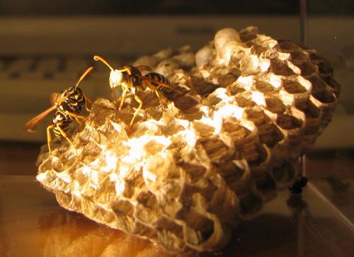 Polistes nimpha