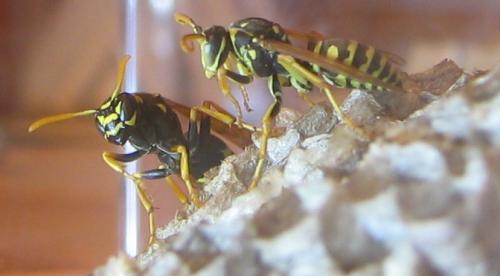 Réf. 5 097 : Polistes nimpha