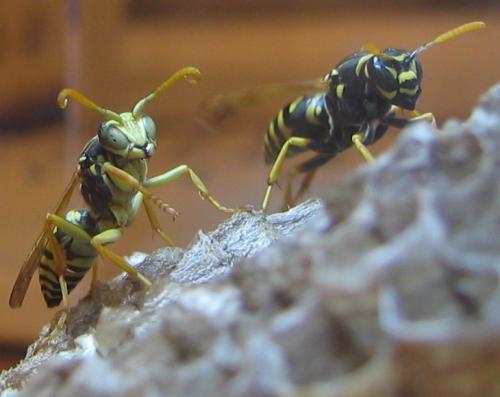 Réf. 5 098 : Polistes nimpha