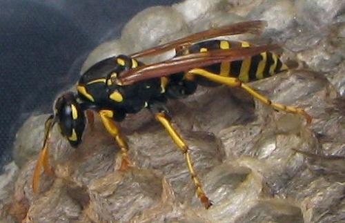 Polistes sp.