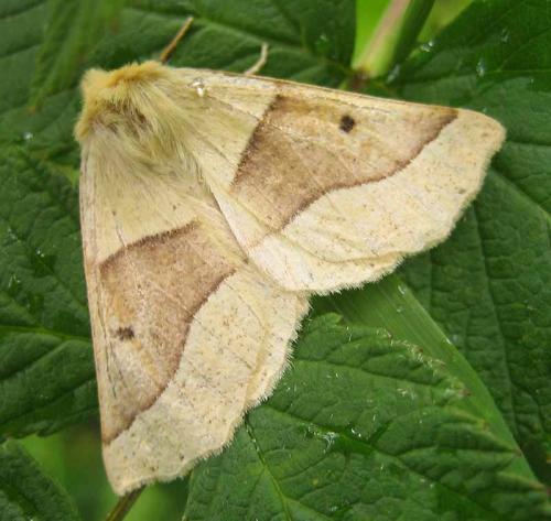 Réf. 5 420 : Crocallis elinguaria
