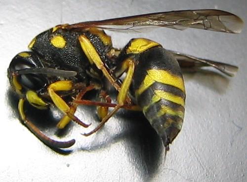 Ancistrocerus sp.