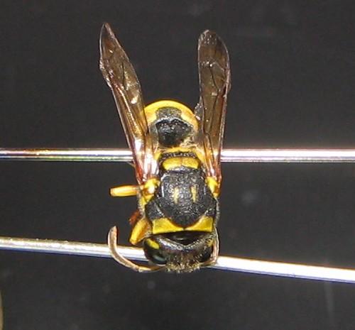 Ancistrocerus sp.