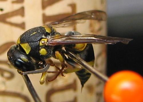 Ancistrocerus sp.