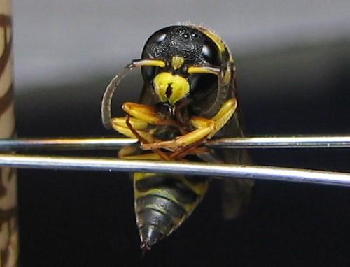 Ancistrocerus sp.