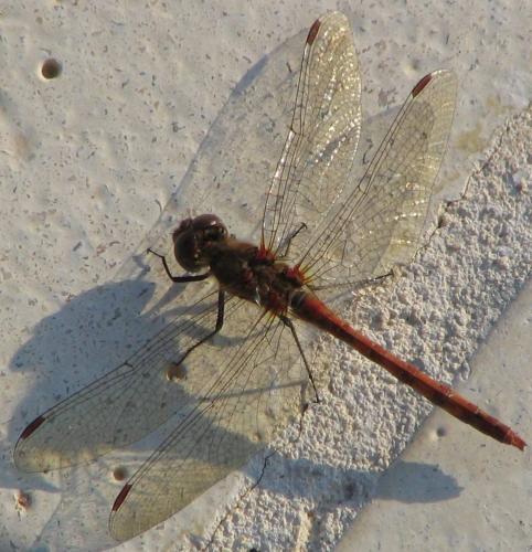 Sympetrum meridionale