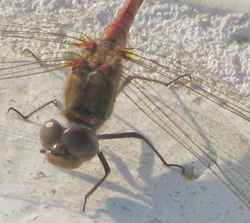 Sympetrum meridionale
