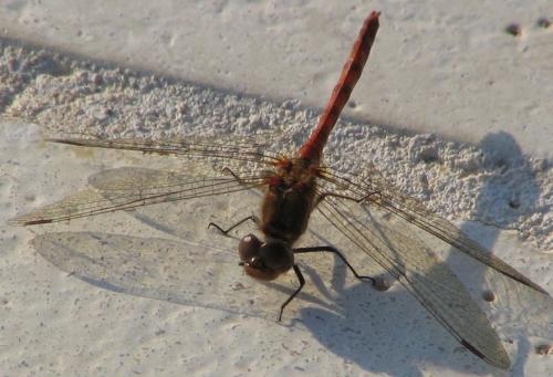 Sympetrum meridionale