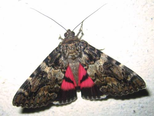 Réf. 5 398 : Catocala coniuncta