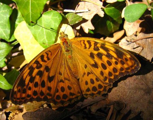 Argynnis paphia