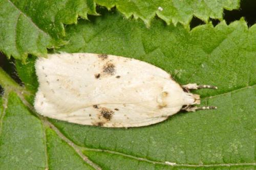 Réf. 5 039 : Agonopterix petasitis