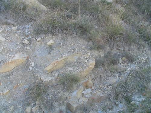 Réf. 5 384 : Chalicodoma sp.