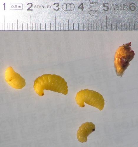 Chalicodoma sp.
