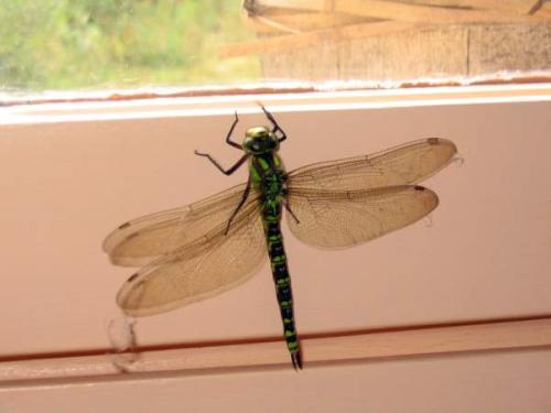 Aeshna cyanea