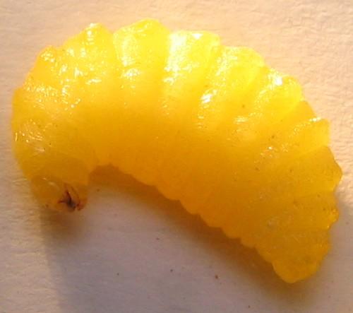Réf. 5 388 : Megachile sp.