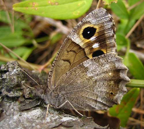 Réf. 5 074 : Hipparchia statilinus